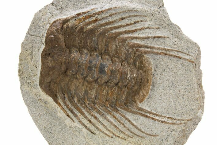 Spiny Selenopeltis Trilobite Fossil - Erfoud, Morocco #319935